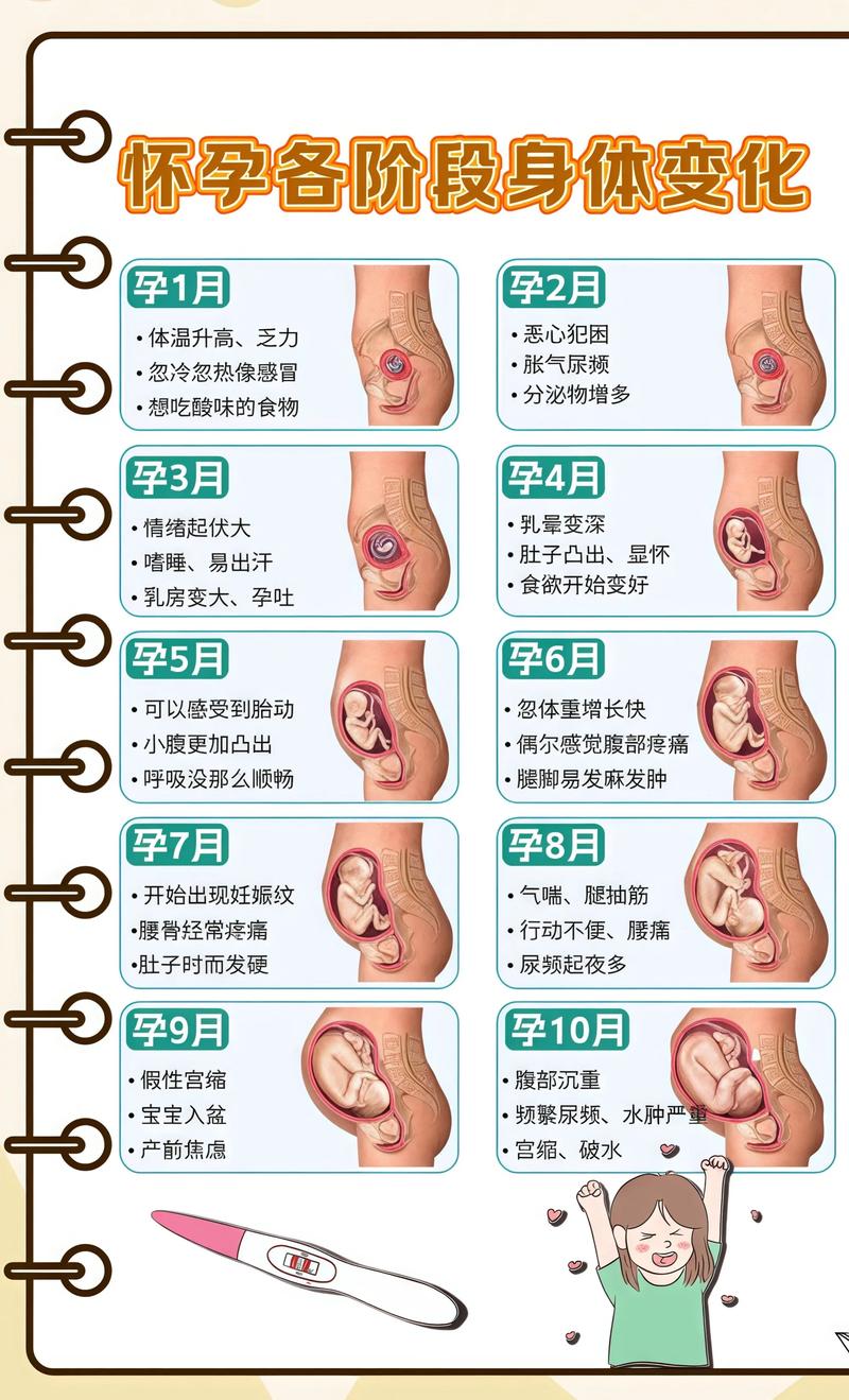 揭秘供卵代孕妈妈怀孕小腹分两节，孕期变化的奥秘吕梁代生机构: